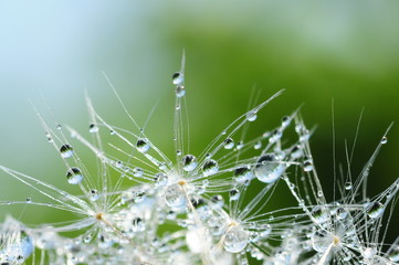 Dandelion seed with drops