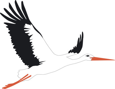 Белые журавли шаблон для вырезания Storch Images - Browse 17,243 Stock Photos, Vectors, and Video Adobe Stock