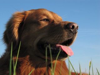 Golden Retriever-Portrait