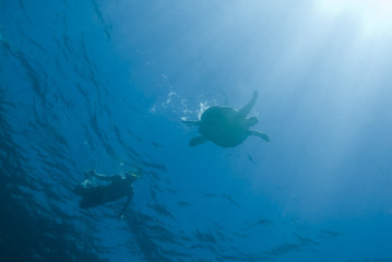 Fototapeta na wymiar Snorkeller with Green turtle.