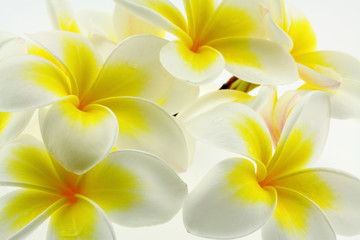 Fototapeta na wymiar fleurs blanches et jaunes de frangipanier