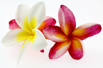 fleurs roses et blanches de frangipanier
