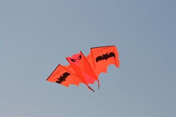 acquilone pipistrello
