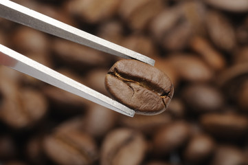 Kaffee, Coffea arabica, Java-Bohne