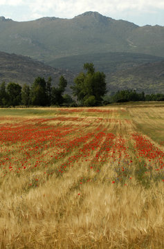 Paisajes con cereales y amapolas