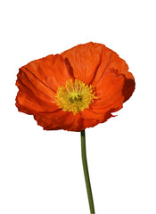 fleur de pavot orange