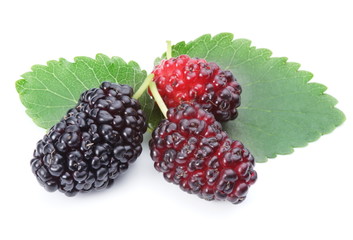 Ripe mulberries.