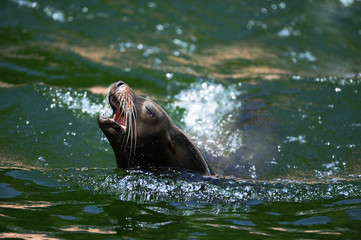 Fototapeta premium Seelöwe Jungtier