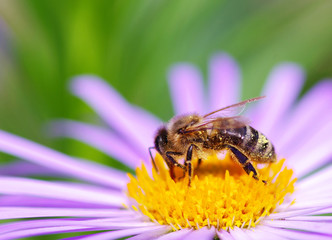 flower and bee
