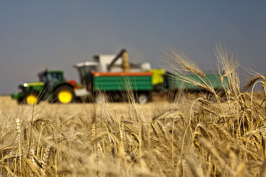 ernte im Sommer