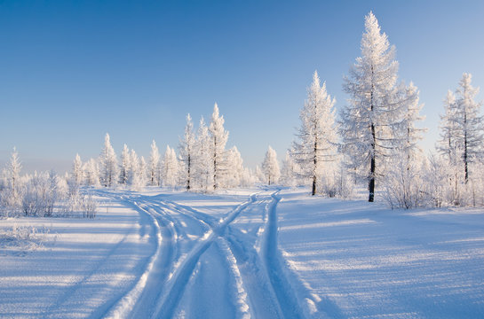 winter forest with road