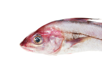 Haddock head