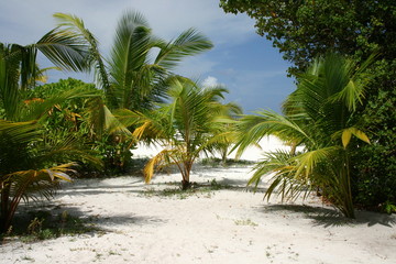 Obraz premium Spiaggia Maldiviana