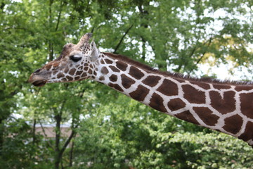 Giraffe