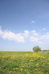 Spring field