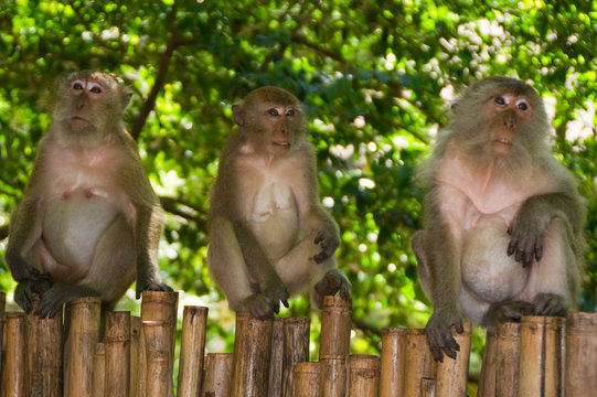 affe affen augen braun dschungel dummkopf