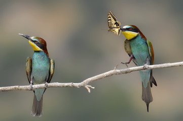 Bee-eater, Merops apiaster - the marriage period