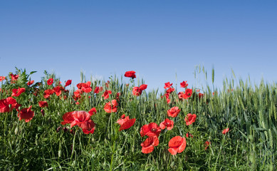 poppies and wheat