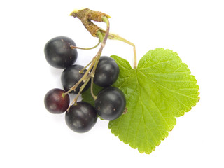 Schwarze Johannisbeeren