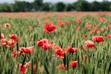 poppies and wheat