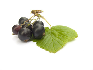 Schwarze Johannisbeeren