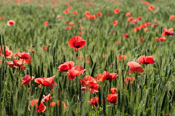 poppies and wheat