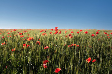 poppies and wheat