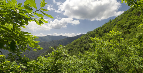 Entre la espesura del bosque.