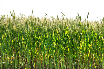 green wheat isolated on white