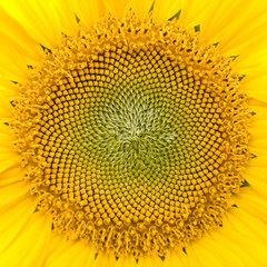 Geometry of Sunflower macro picture