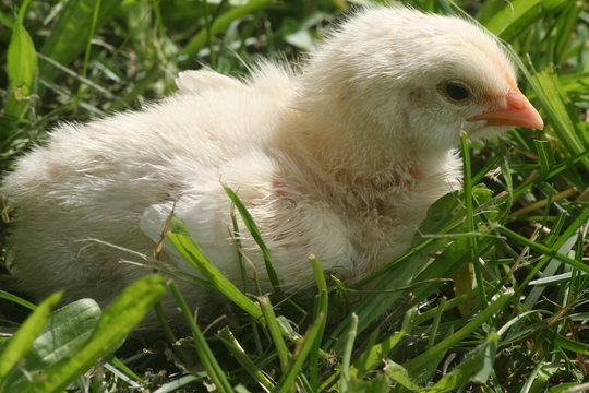 Chick