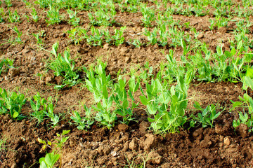 Line of green peas sprouts