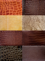 Colecci&oacute;n de texturas de peil de reptil.
