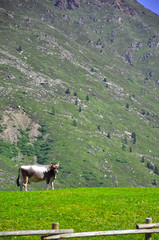 Naklejka premium Kuh in den Alpen