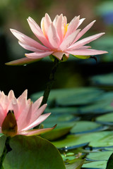 Two pink water-lilies