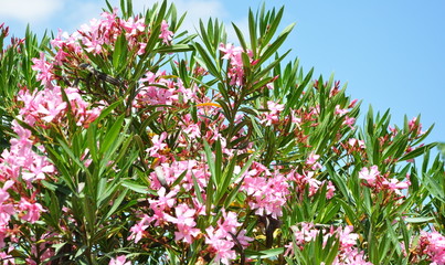 nerium oleander