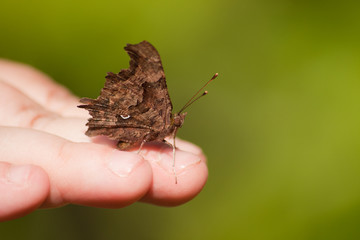 Schmetterling auf Hand