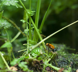 frogger