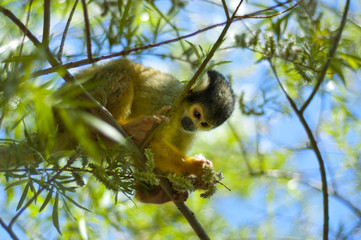 Monkey business