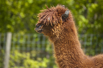 Woolly llama © gijones