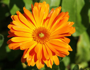 Orange Flower in the Sunlight - Macro