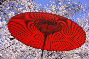 野点傘と桜