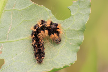 a caterpillar on the plant stem