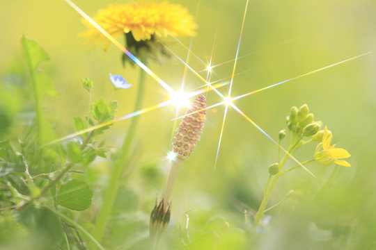 Fototapeta ツクシとタンポポ