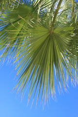 Palm tree