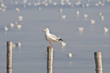 Seagull