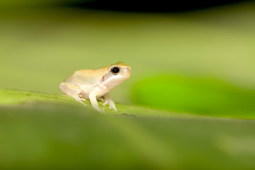 Baby Tree frog on the leaf (Hyla chinensis)