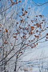 Dry yellow leaves of a tree covered with snow and frost.