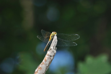Ruddy Darter dragonfly sitting on tree branch
