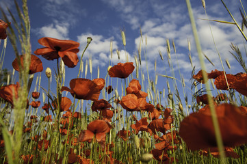 Poppy field